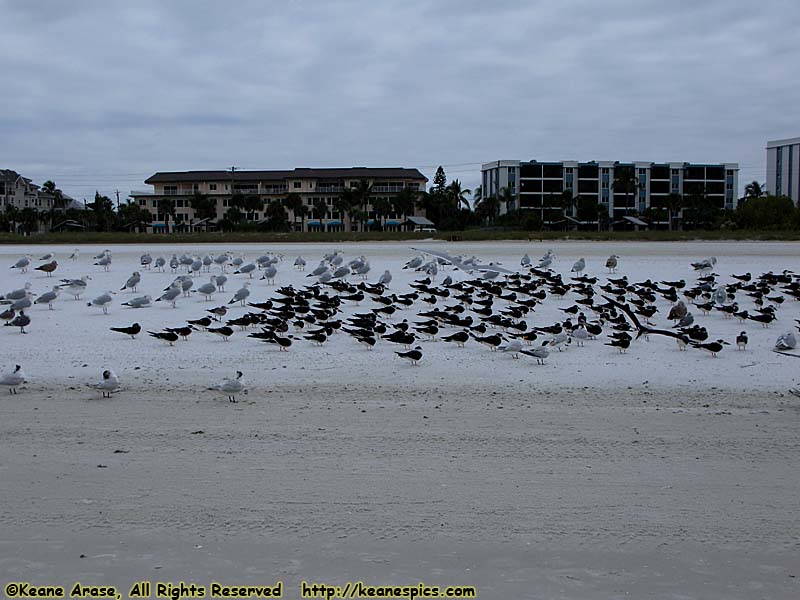 Siesta Beach