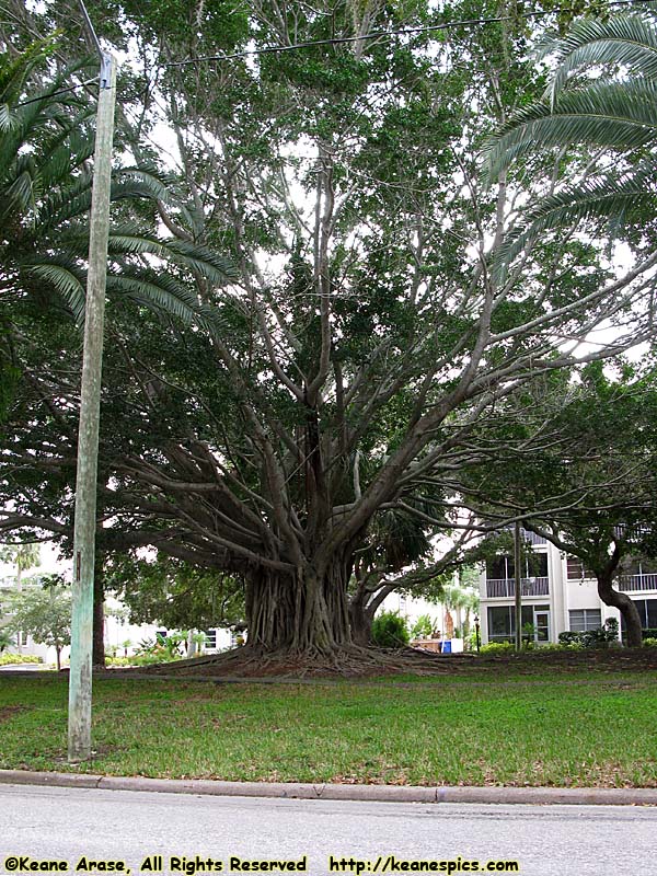 Banyan Tree