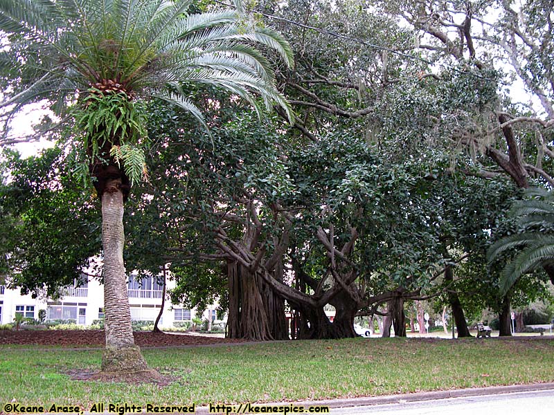 Banyan Tree