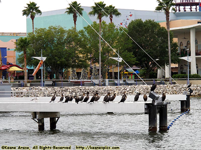 On the boat to Downtown Disney