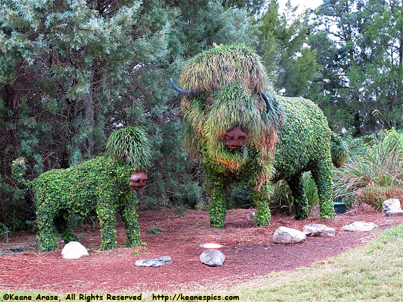 Topiaries (sorta)