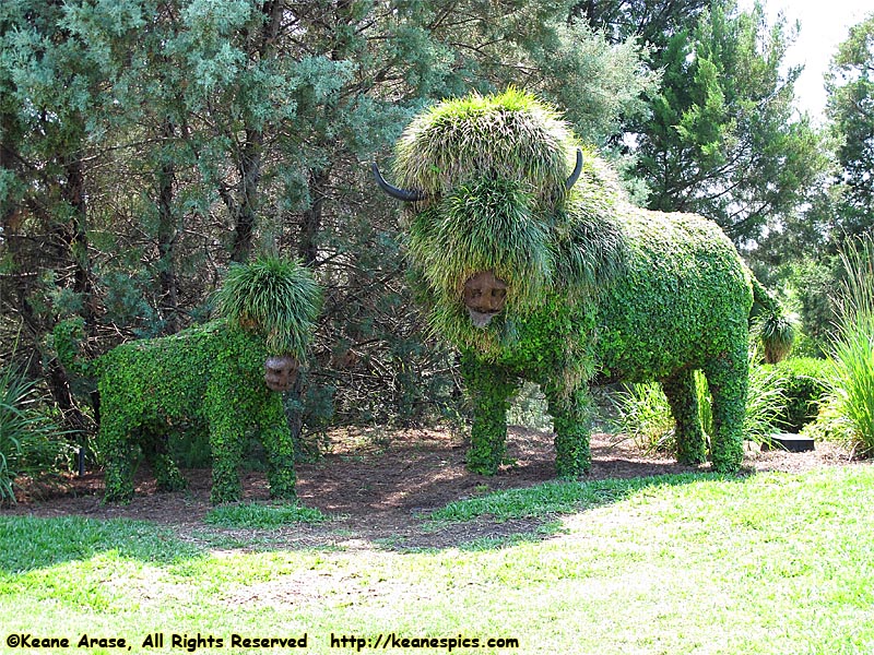 Bison Topiary