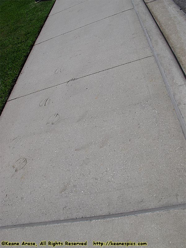 Bison Tracks