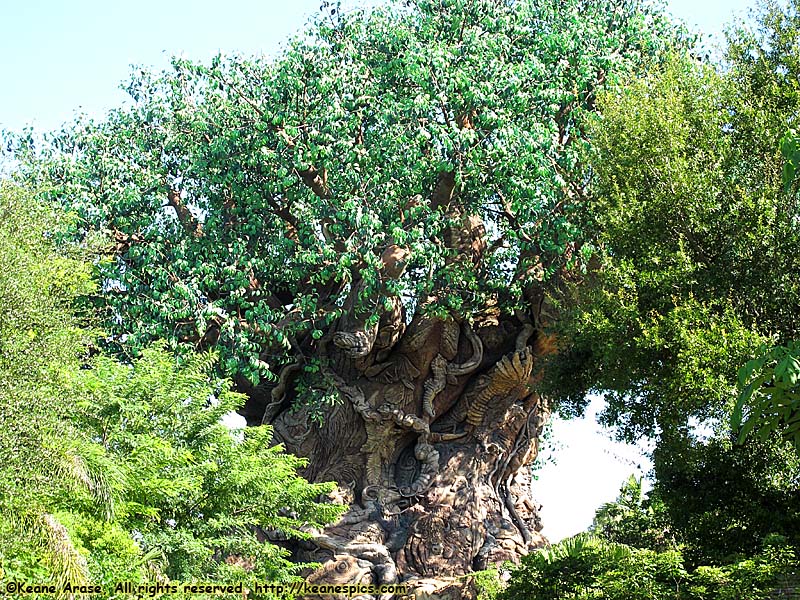 Tree of Life