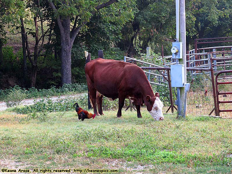 Jenny's front yard