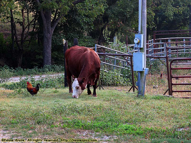 Jenny's front yard