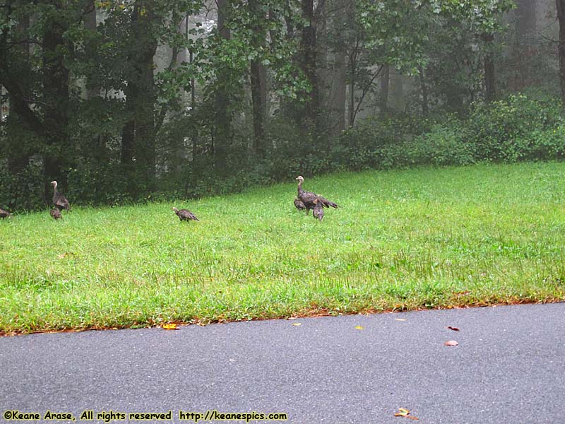 Wild Turkeys