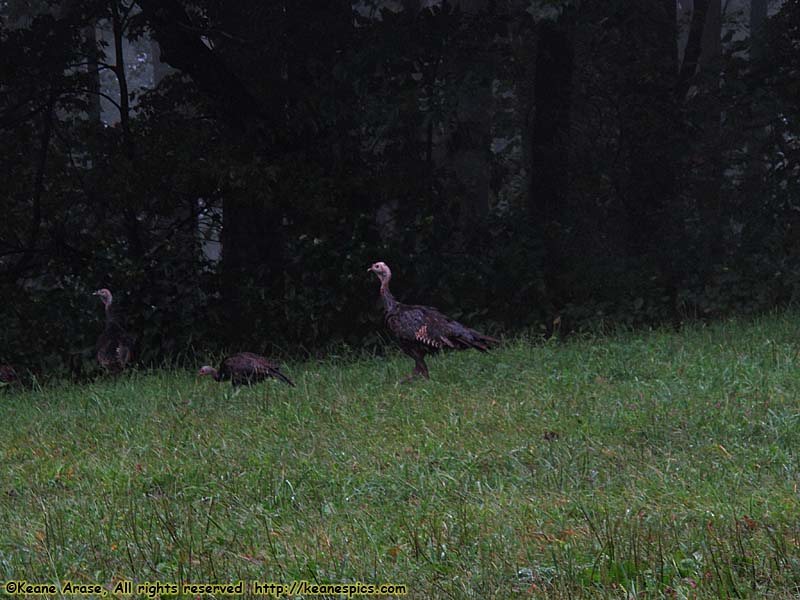 Wild Turkeys