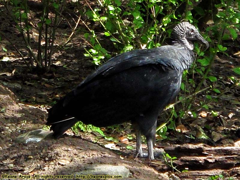 Kilimanjaro Safari