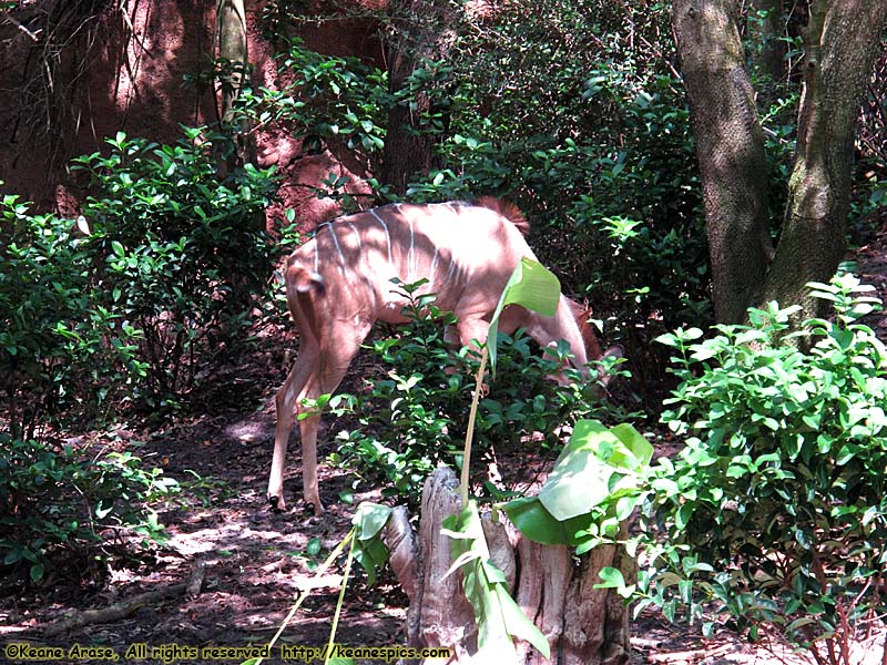 Kilimanjaro Safari