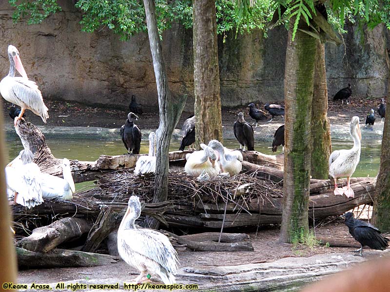 Kilimanjaro Safari