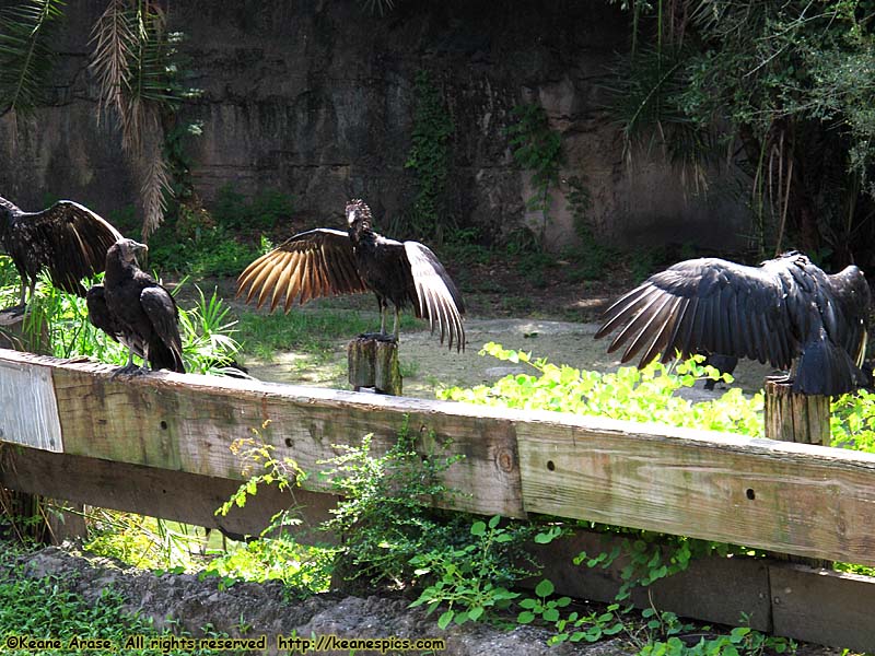 Kilimanjaro Safari