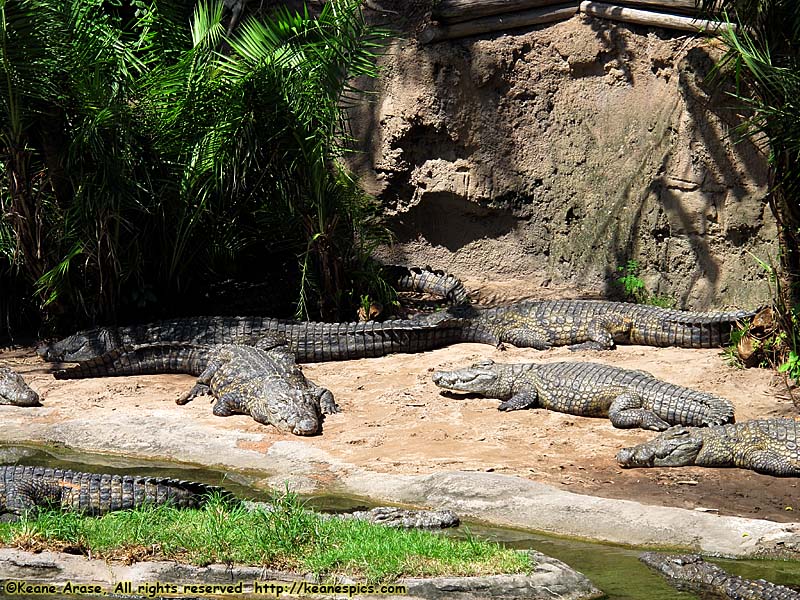 Kilimanjaro Safari