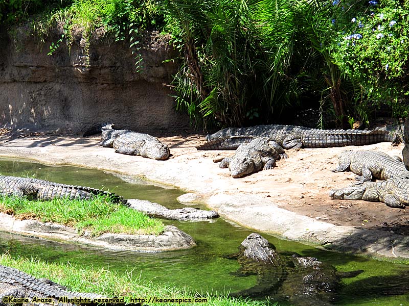 Kilimanjaro Safari