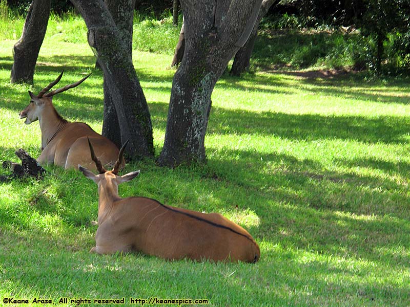 Kilimanjaro Safari