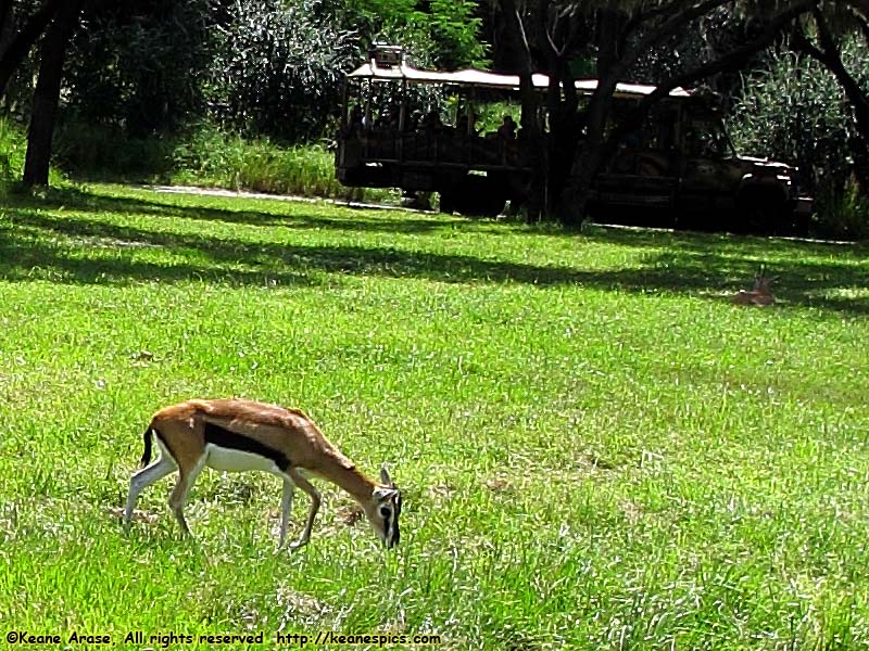 Kilimanjaro Safari