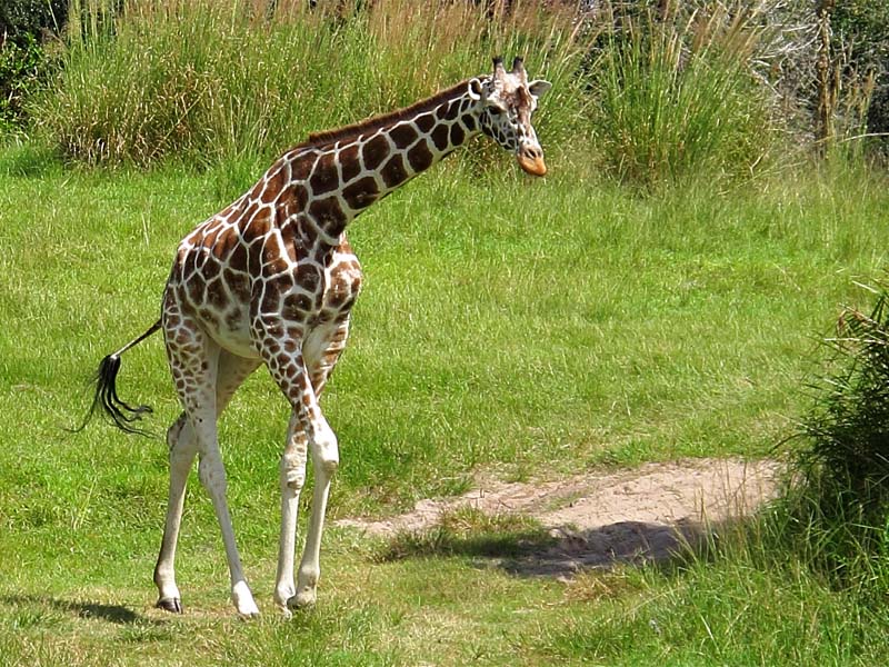 Kilimanjaro Safari