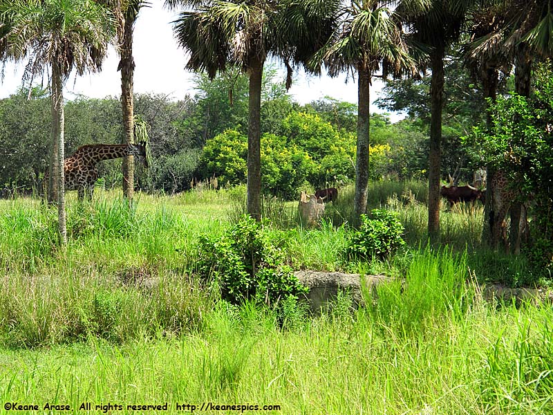 Kilimanjaro Safari