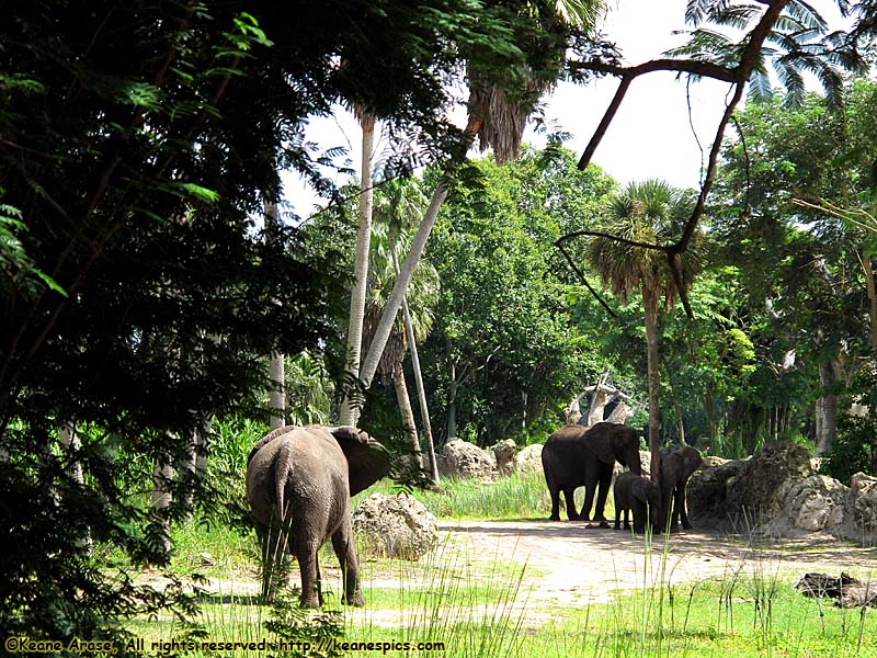 Kilimanjaro Safari