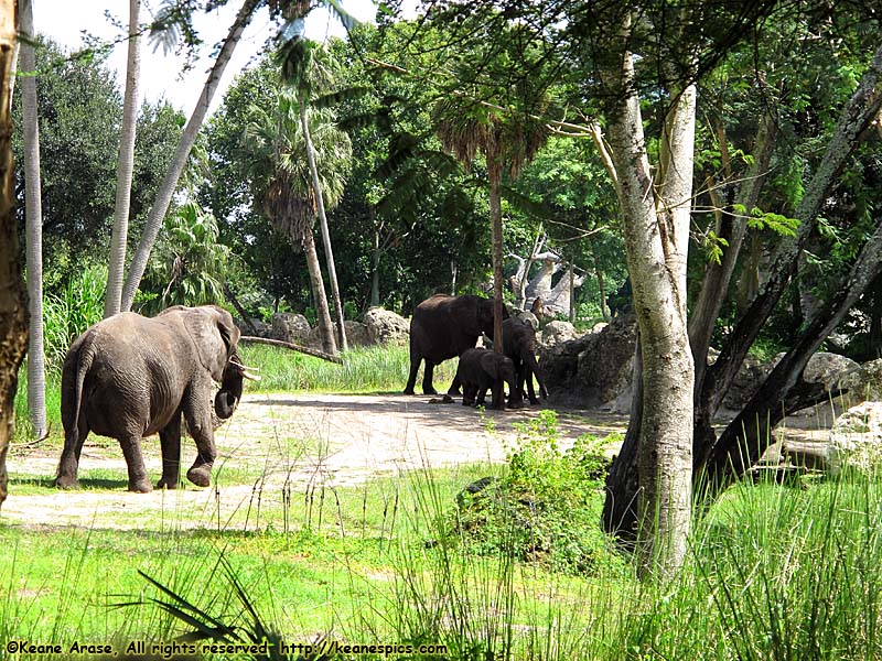 Kilimanjaro Safari