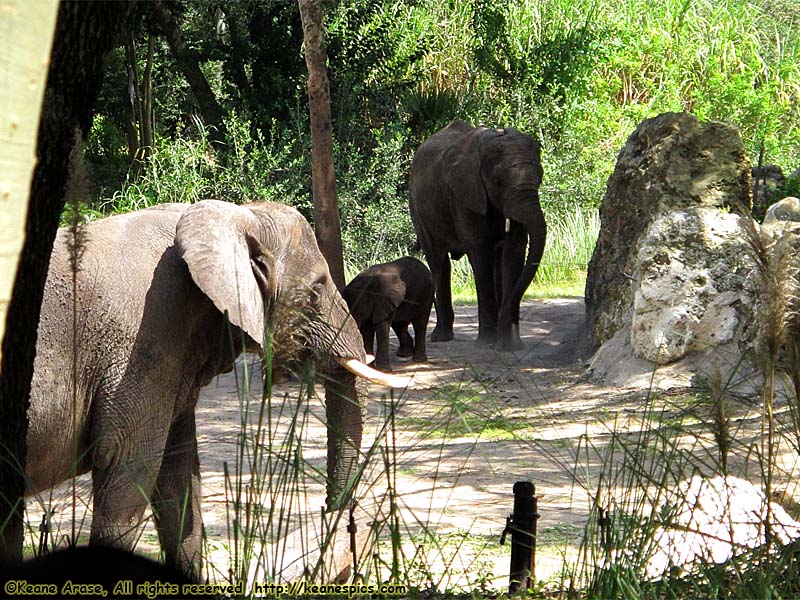 Kilimanjaro Safari