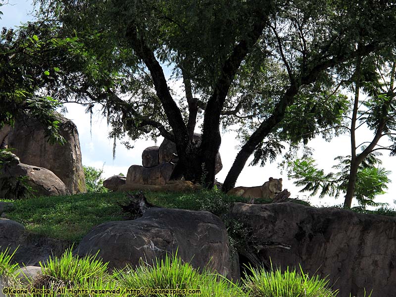 Kilimanjaro Safari