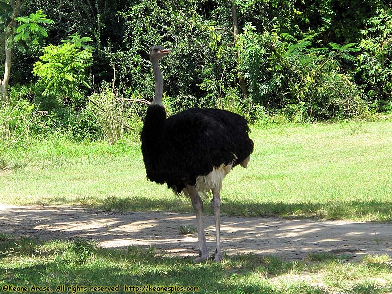 Kilimanjaro Safari