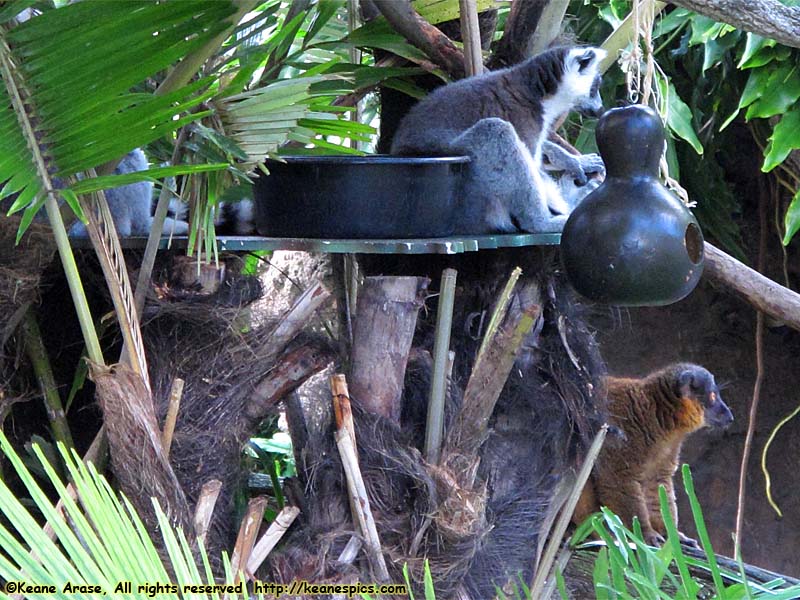 Ring-tailed Lemur