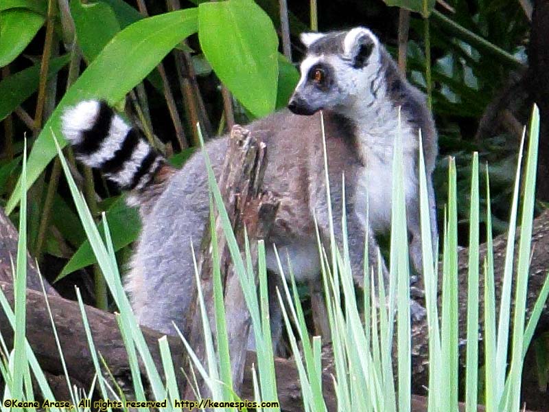 Ring-tailed Lemur