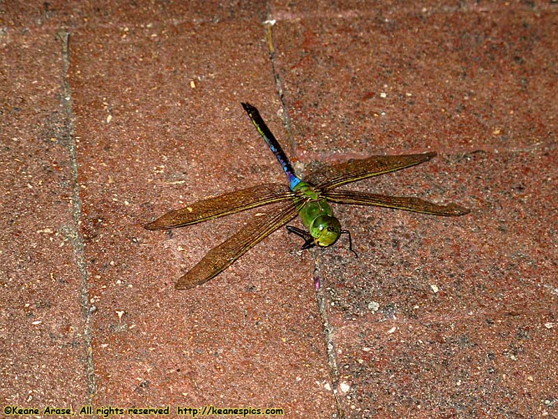 Dragonfly