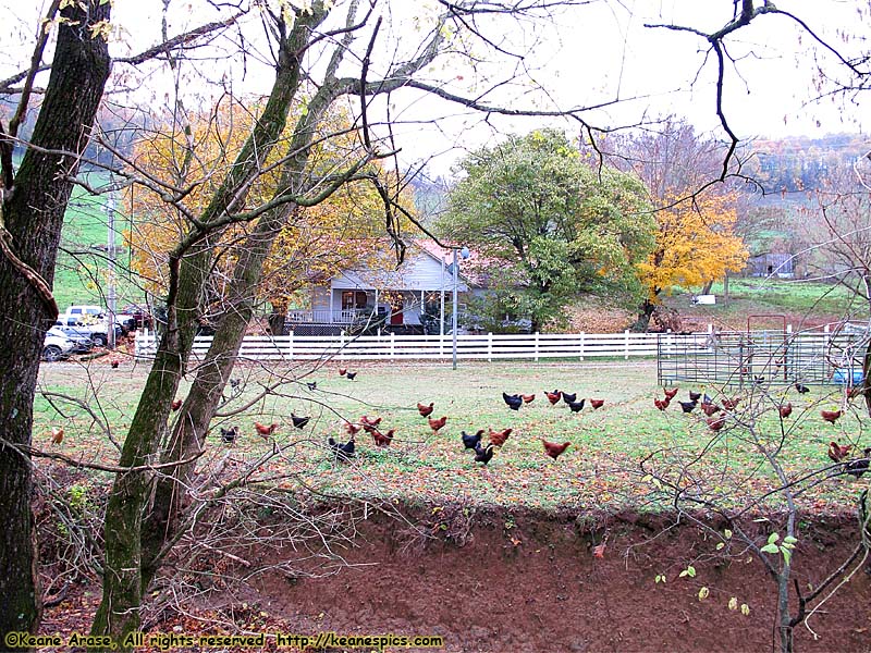 A walk around the farm.  Make sure you bring a change of shoes.