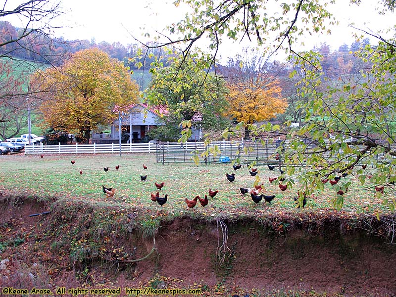 A walk around the farm.  Make sure you bring a change of shoes.