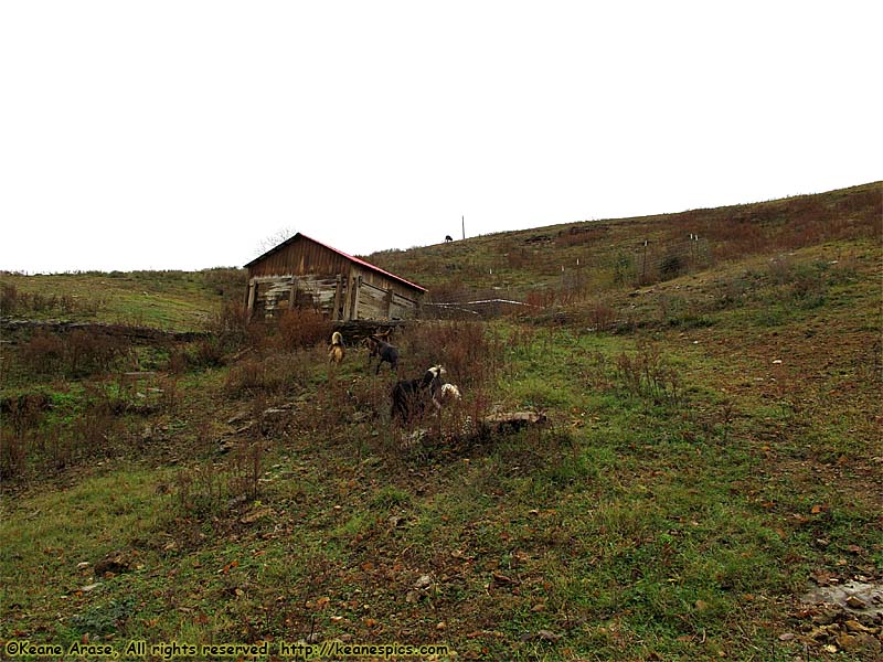 A walk around the farm.  Make sure you bring a change of shoes.