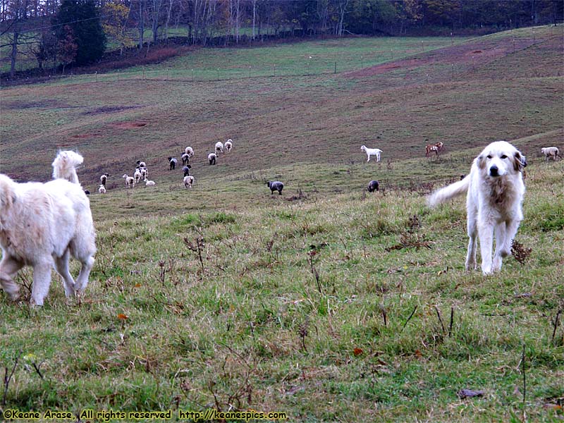 Great Pyrenees guard dogs