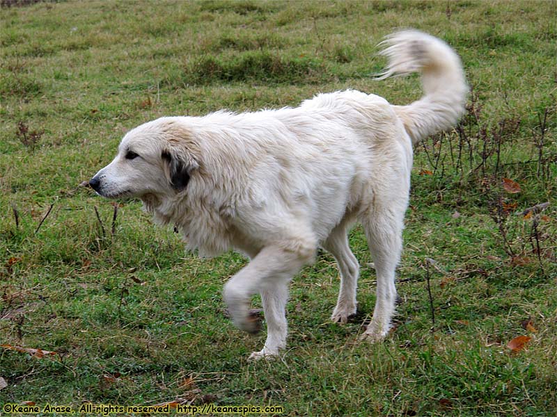 Great Pyrenees guard dogs