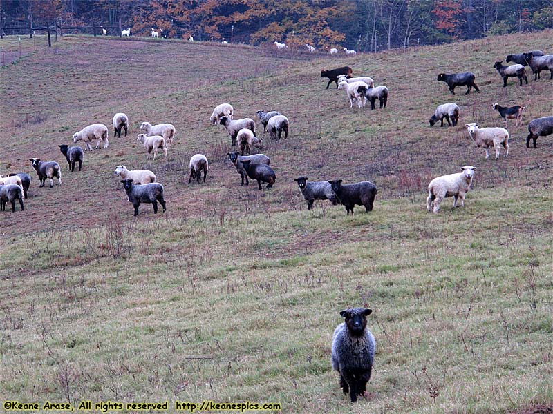 My goodness!  They are all staring at us!