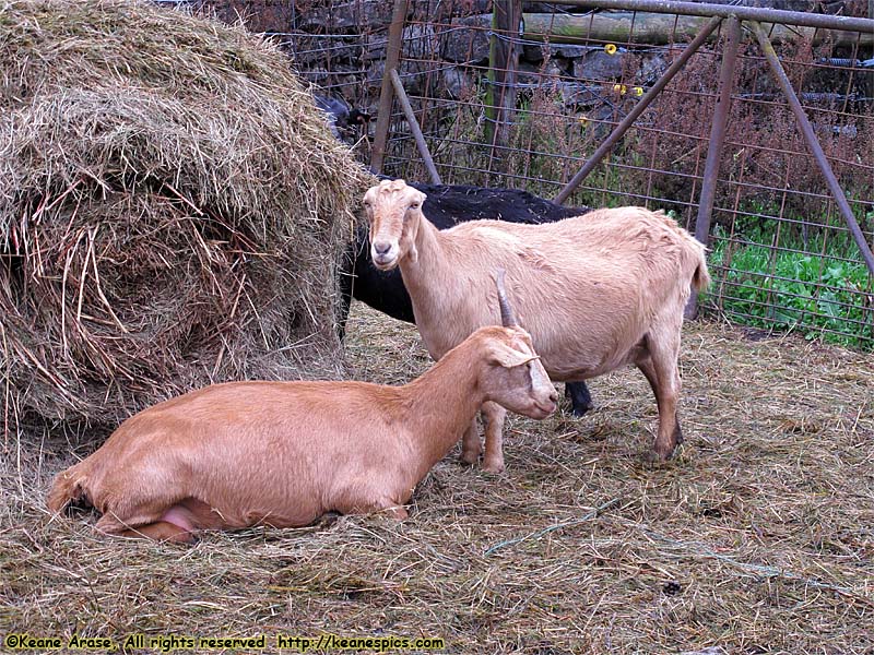 Very pregnant goats, lol.