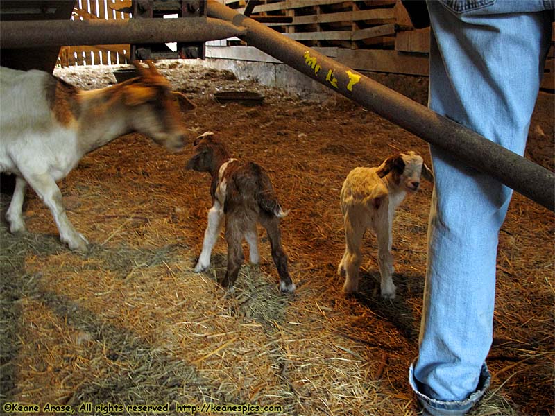 A walk around the farm.  Make sure you bring a change of shoes.