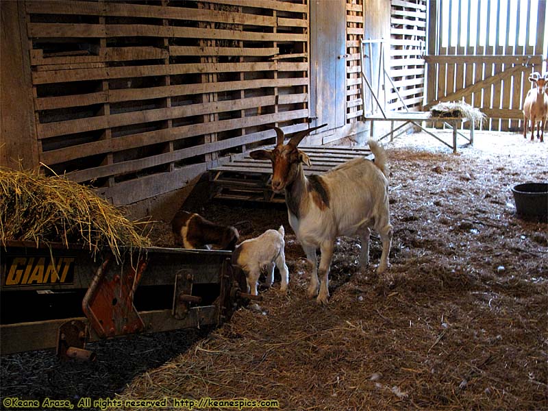 A walk around the farm.  Make sure you bring a change of shoes.