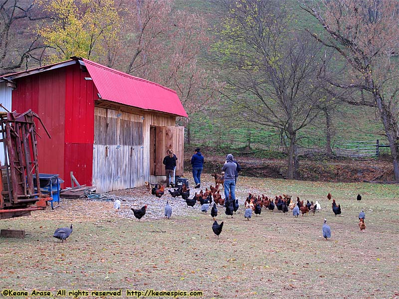 A walk around the farm.  Make sure you bring a change of shoes.