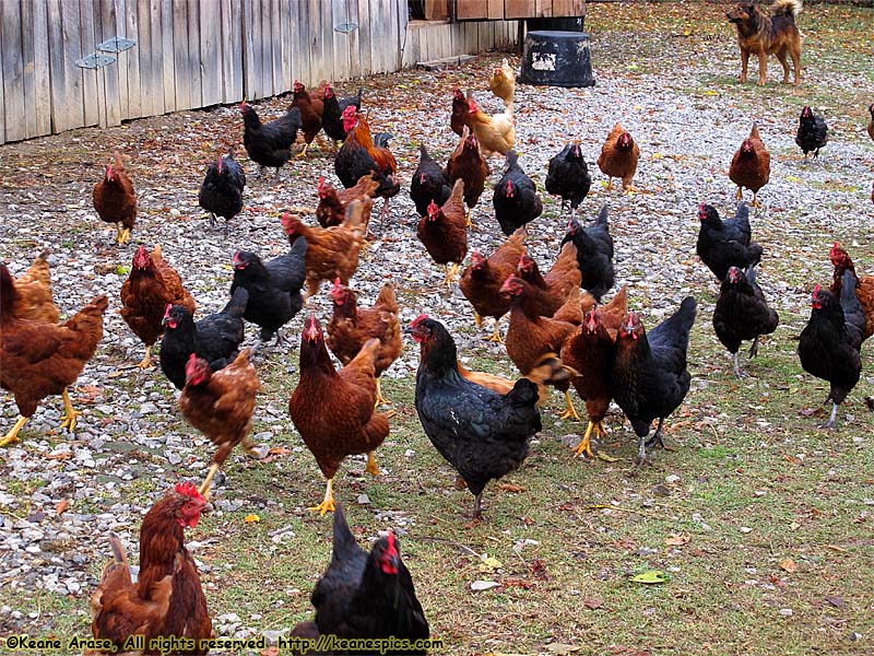 A walk around the farm.  Make sure you bring a change of shoes.