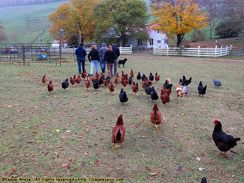 A walk around the farm.  Make sure you bring a change of shoes.