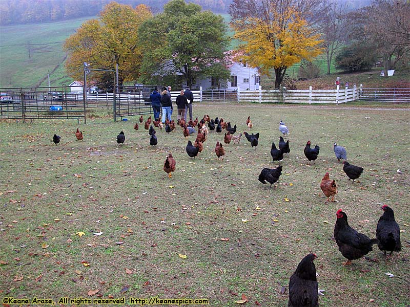 A walk around the farm.  Make sure you bring a change of shoes.