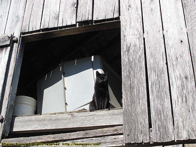 Then, there are the barn cats that don't like humans…