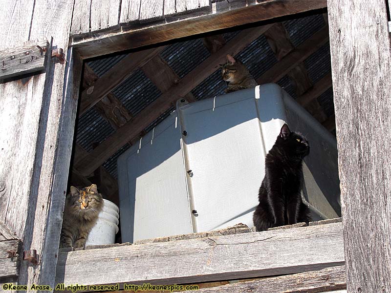 Then, there are the barn cats that don't like humans…