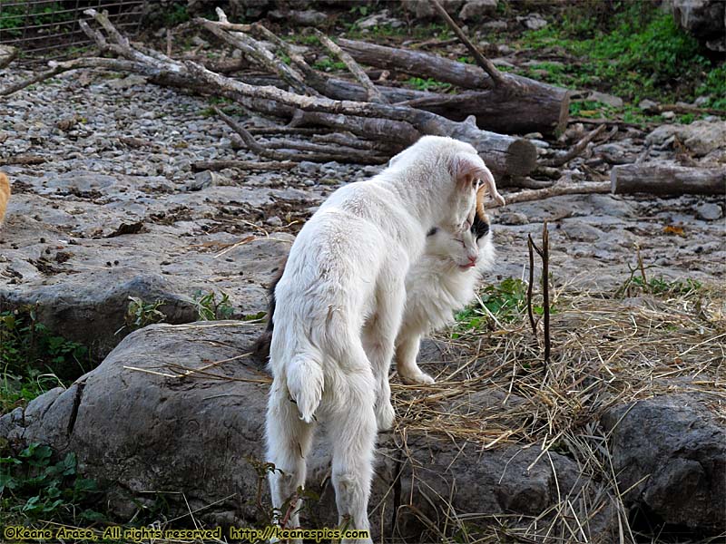 Goats and cats.  Go figure…