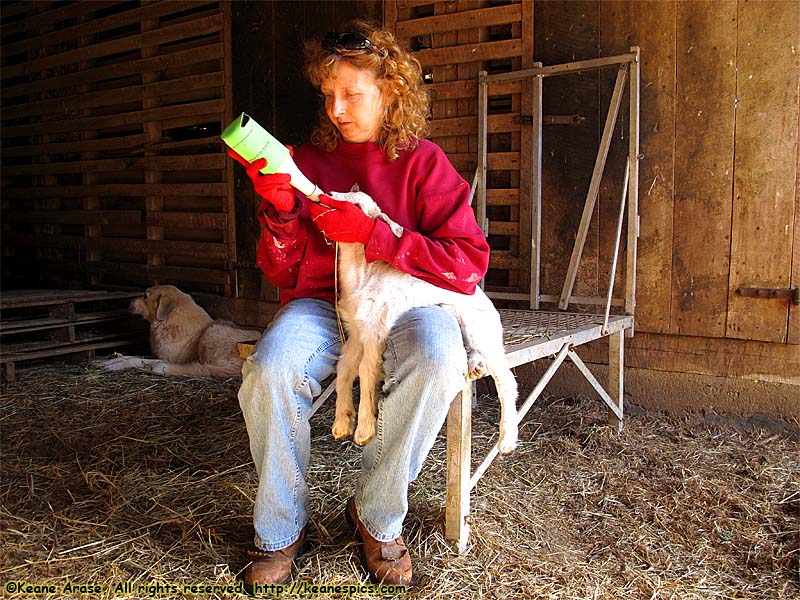 Jenny bottle feeding a sick kid...