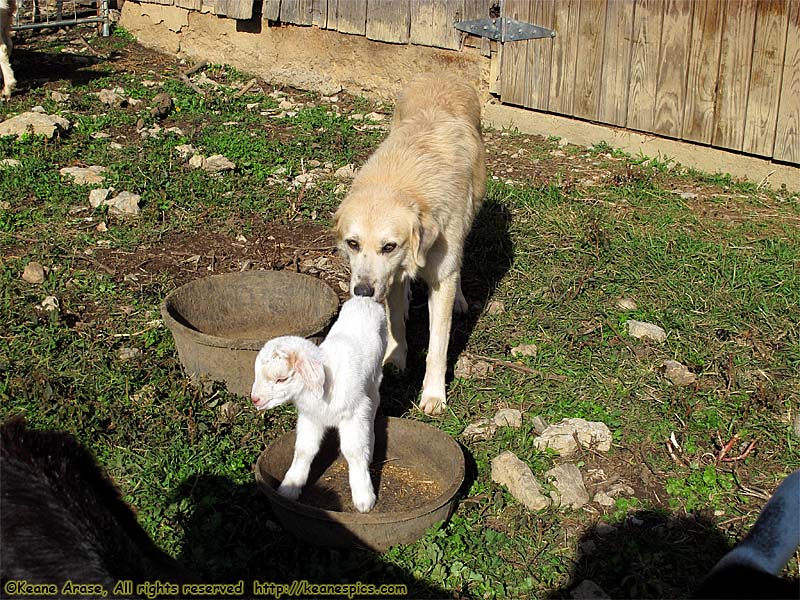 Guard dog with sick kid...