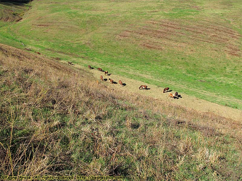 Look!  The horses are down there!