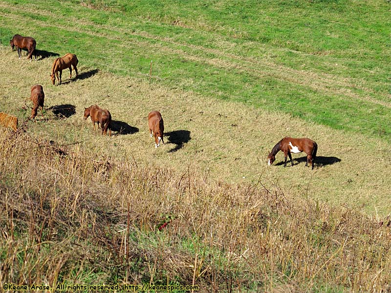 Look!  The horses are down there!